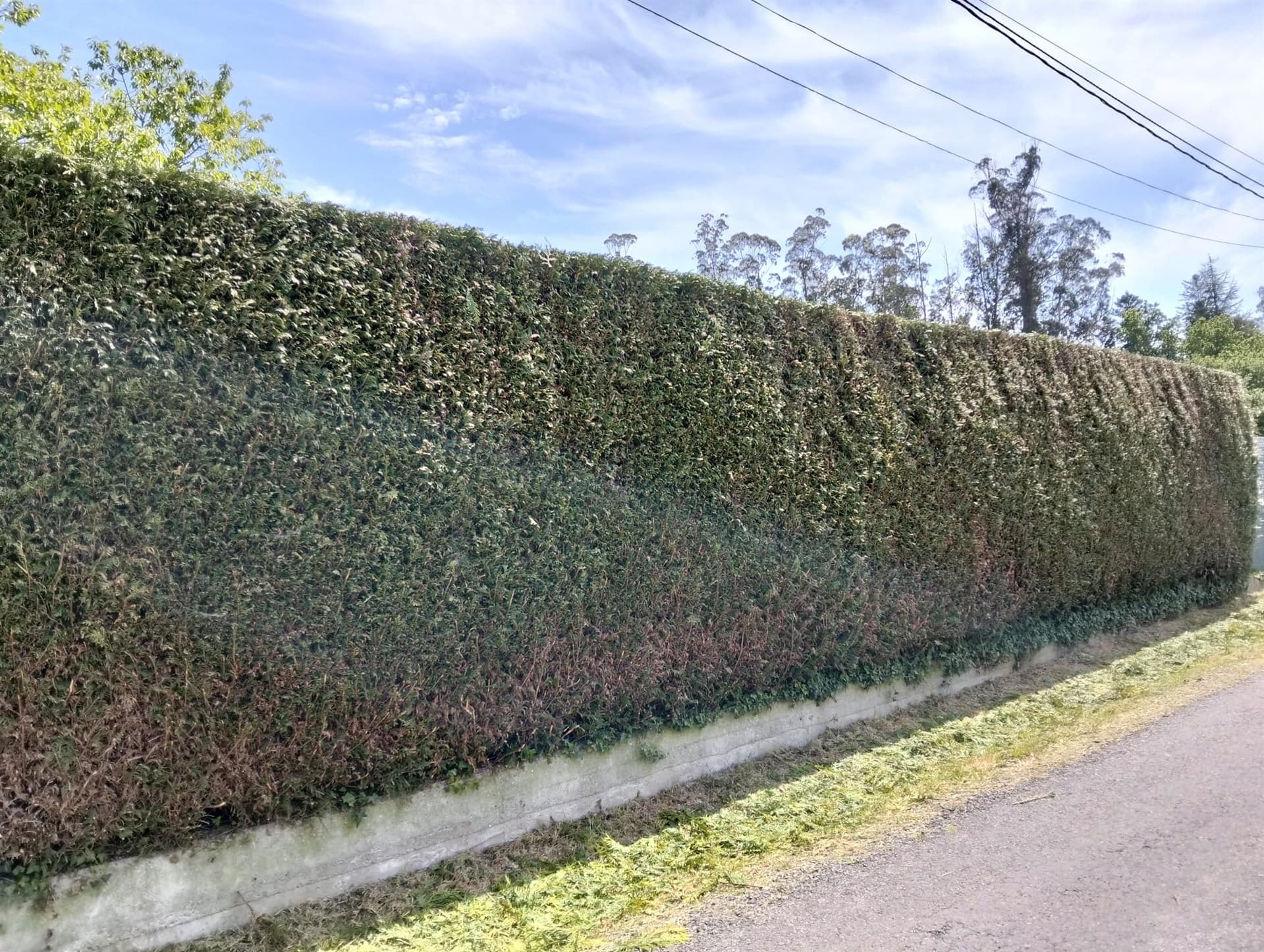 Algunos trabajos de jardinería