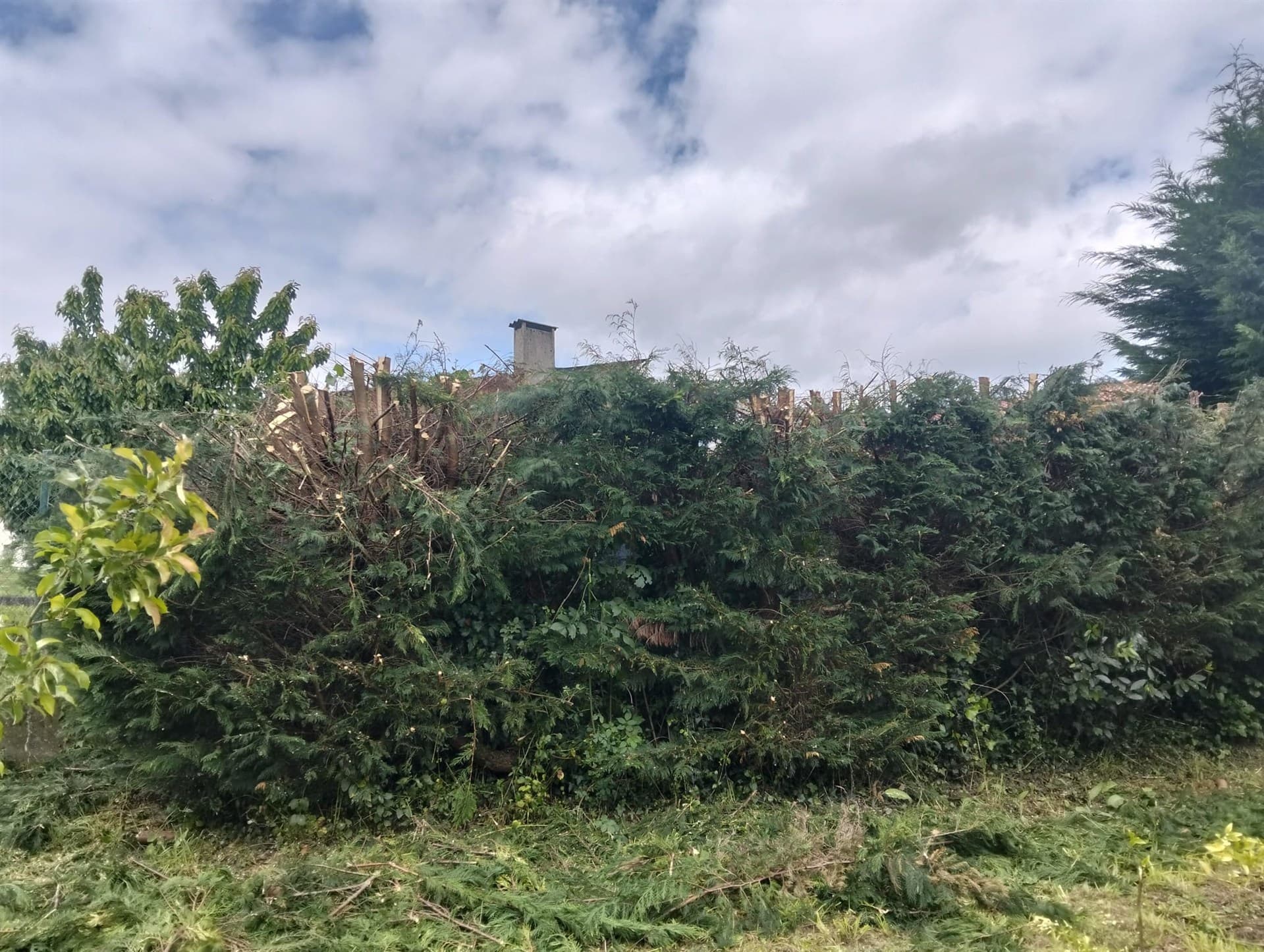 Dudas frecuentes sobre servicios de jardinería en Negreira